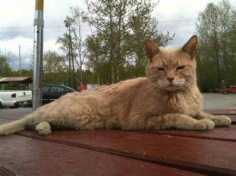 town in alaska with cat mayor
